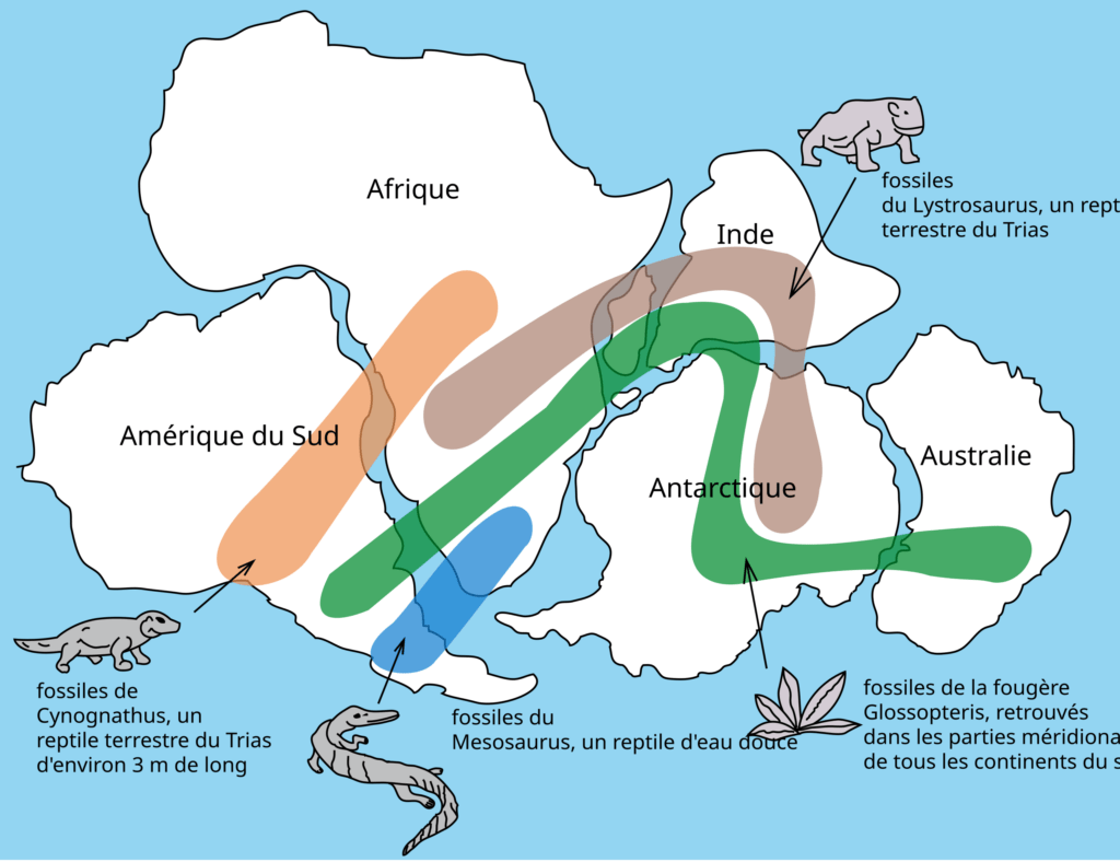 Le Gondwana et sa faune, une visualisation éclairante // Source : Wikipedia