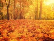 Automne. // Source : Canva