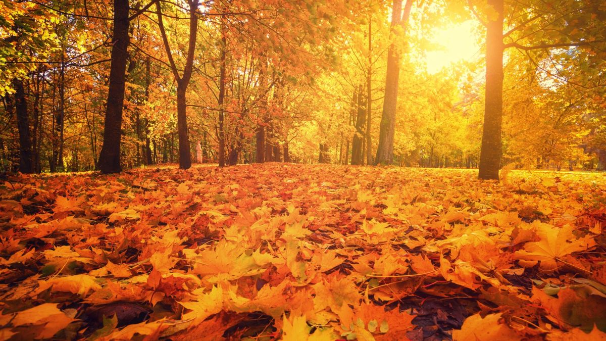 Automne. // Source : Canva