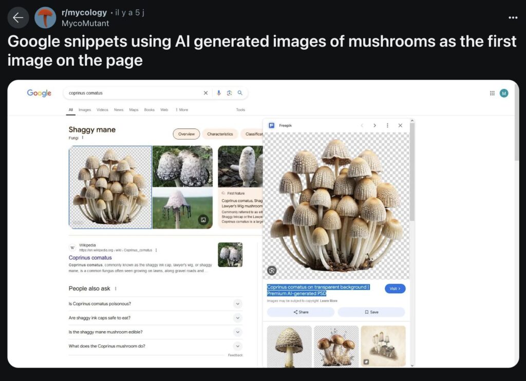 Une image de champignon générée par IA est affichée en premier plan par Google. // Source : Reddit