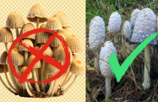 Google a affiché une image de champignons erronée et générée par IA. // Source : Freepik / Wikimedia Commons