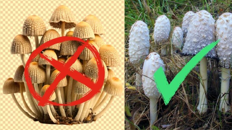 Ne cueillez pas des champignons en utilisant ces images de Google, elles sont générées par IA