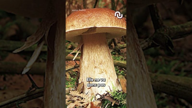 Ce champignon qu’on trouve sur Google Image n’existe pas, et ça peut être très dangereux.