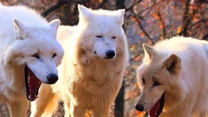 Loups Garous : 10 astuces pour gagner au jeu à tous les coups et démasquer les traitres