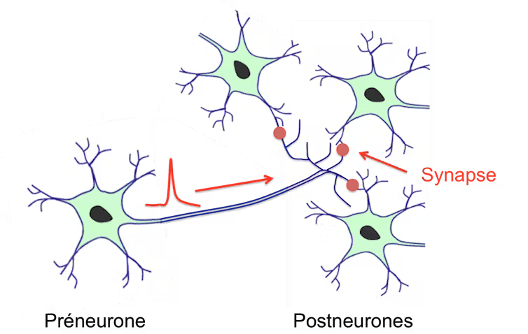 neurones