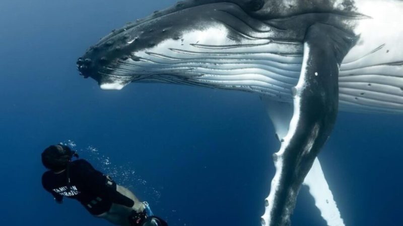 La baleine Sweet Girl morte dans d’atroces souffrances : ce qu’il s’est passé