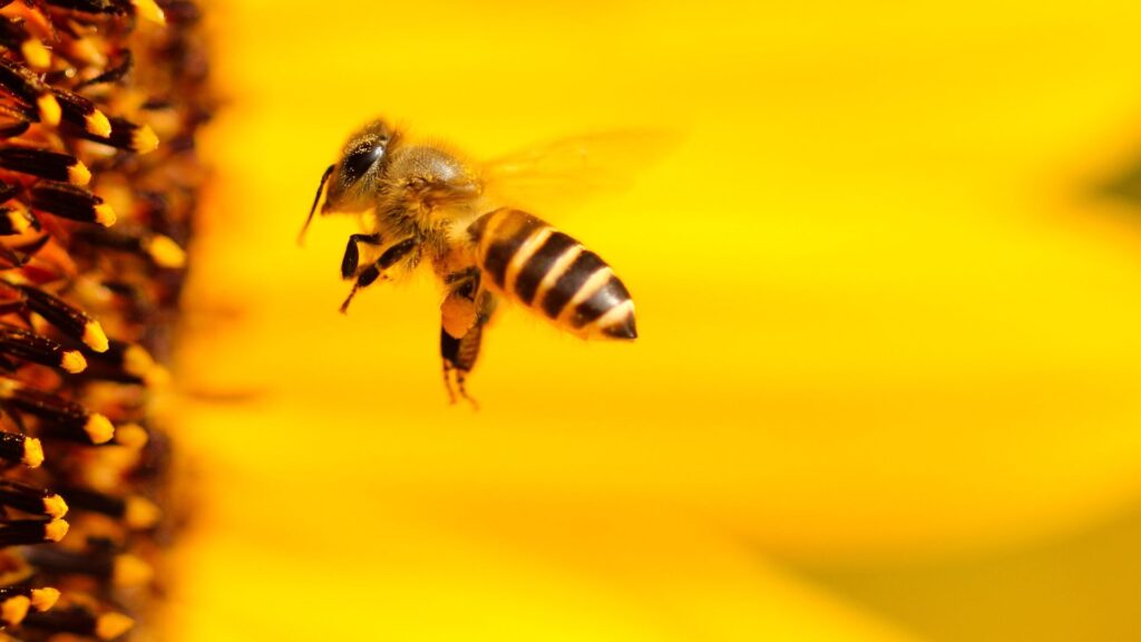 abeille