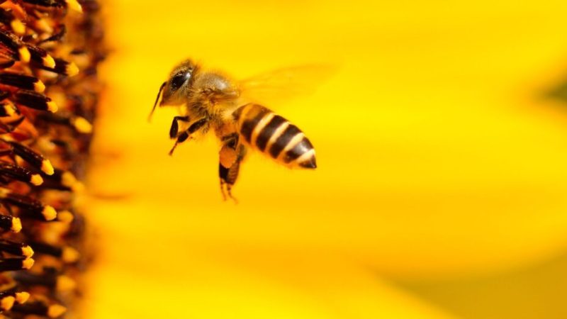 Une simple abeille  contrarie les plans de Meta dans l’IA