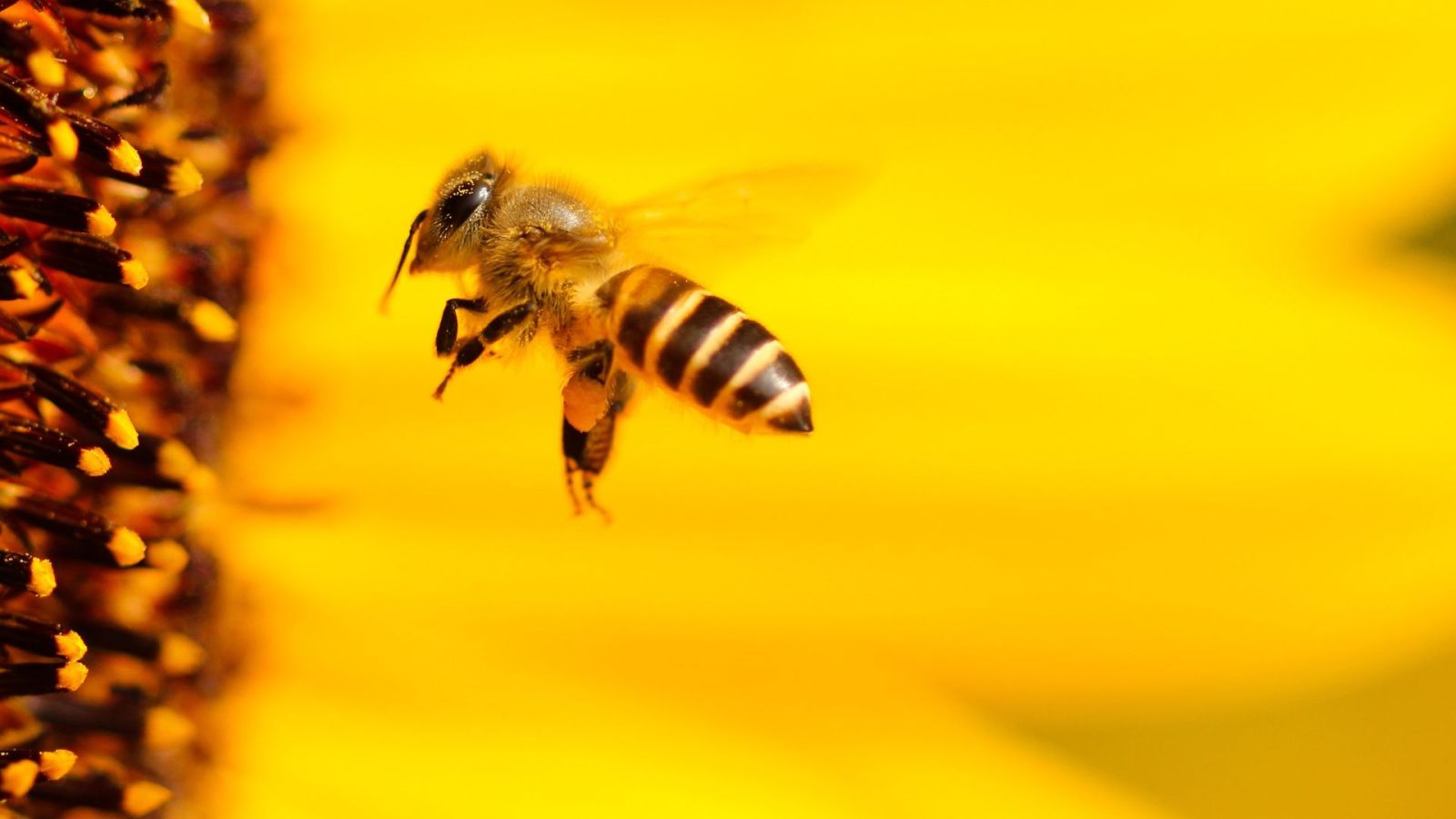 Les abeilles meurent-elles forcÃ©ment aprÃ¨s avoir piquÃ© ?