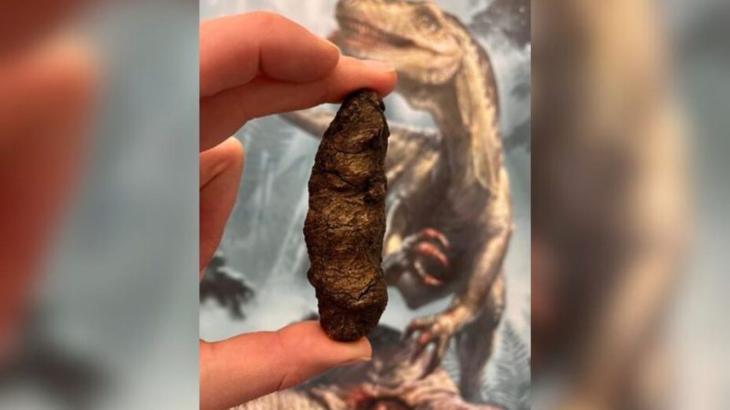 Le caca des dinosaures est une boule de cristal pour les scientifiques Le caca des dinosaures est une boule de cristal pour les scientifiques