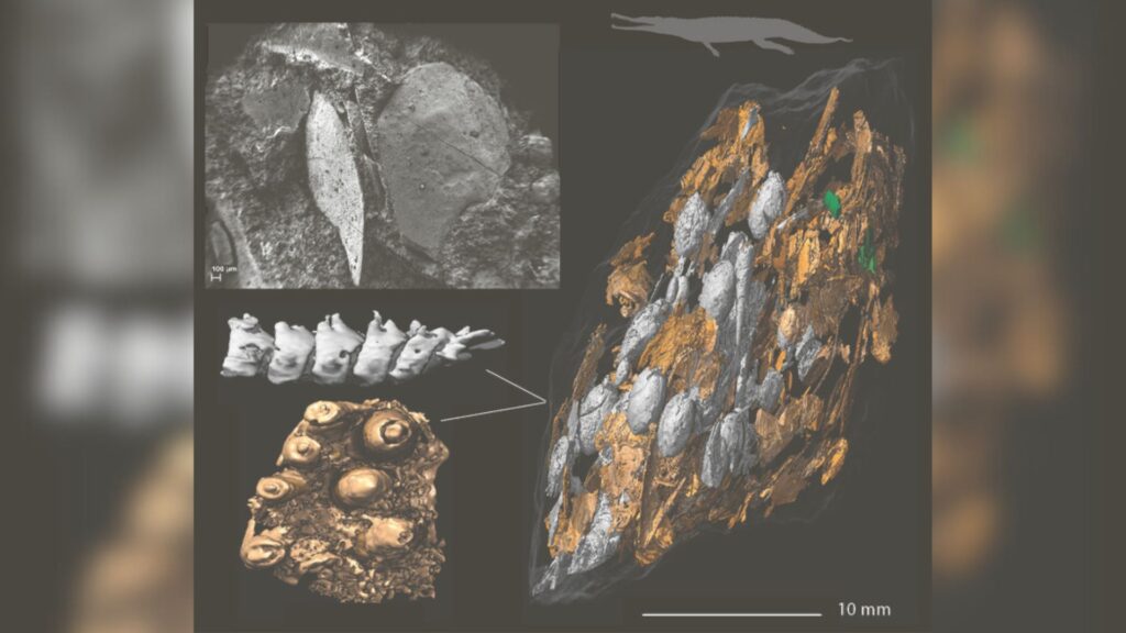 Grand coprolite avec restes de poisson : Un fragment de coprolite densément rempli d'arêtes de poisson, probablement produit par le phytosaure Paleorhinus // Source : Martin Qvarnström