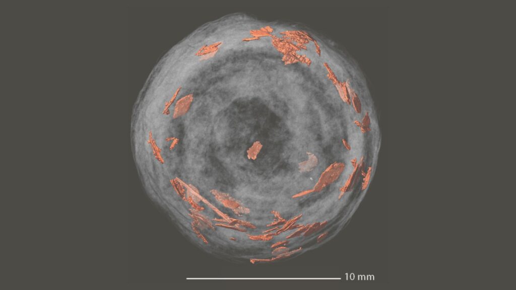 Excréments fossilisés d'un gros poisson avec un intestin en spirale (d'où les spirales dans le coprolithe), montrant des écailles de poisson indiquant son régime alimentaire. // Source : Martin Qvarnström/ CC BY