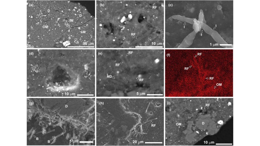 L'échantillon observé par les scientifiques, contenant des micro-organismes. // Source : Meteoritics & Planetary Science