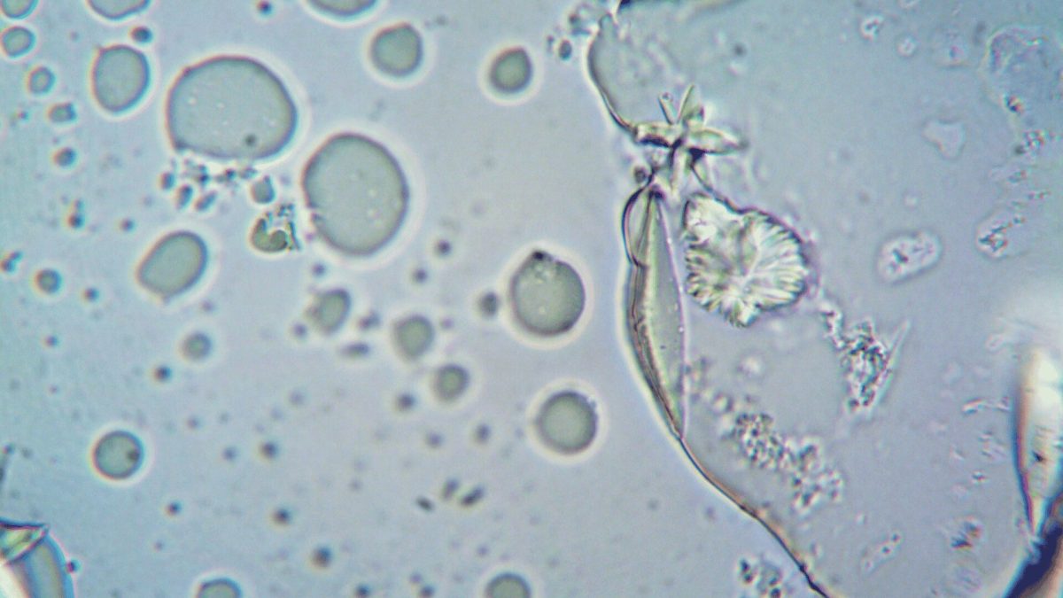 Vue microscopique d'une cellule // Source : Pexel /Libre d'utilisation