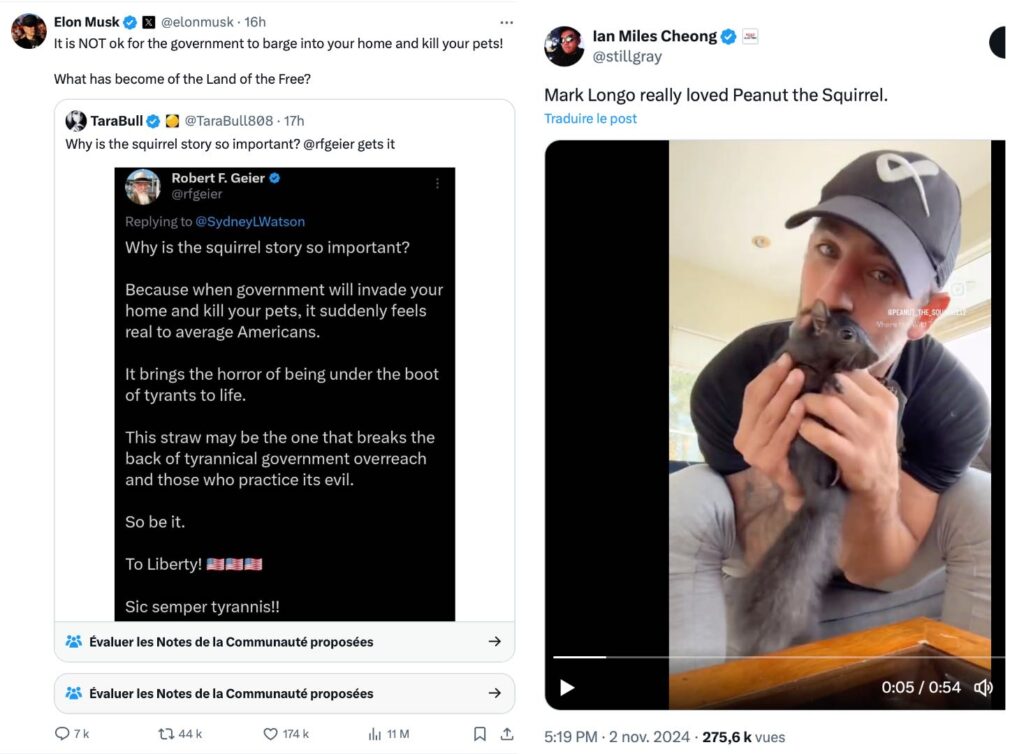 Elon Musk et ses soutiens très à droite partagent la vidéo et différents montages mettant en scène l'écureuil.