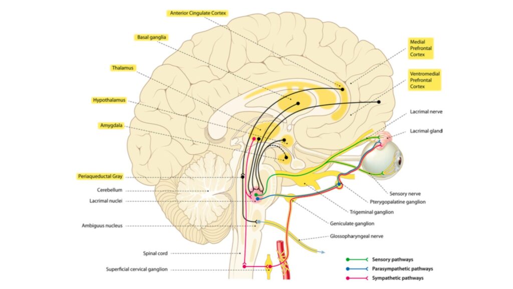 Schéma anatomique de l'innervation neuronale de la glande lacrymale et des structures neurobiologiques impliquées dans les pleurs émotionnels vocaux. // Source : The neurobiology of crying : Lauren M. Bylsma, Asmir Gračanin, Ad J. J. M. Vingerhoets