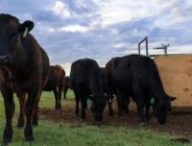 Des bœufs paissent dans un ranch à Dillon, dans le Montana. La machine à proximité libère un supplément d'algues tout en mesurant les émissions de méthane du bétail. // Source : Paulo de Méo Filho / UC Davis