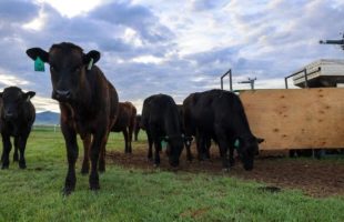 Des bœufs paissent dans un ranch à Dillon, dans le Montana. La machine à proximité libère un supplément d'algues tout en mesurant les émissions de méthane du bétail. // Source : Paulo de Méo Filho / UC Davis