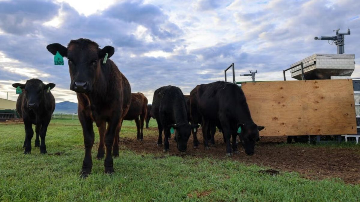 Des bœufs paissent dans un ranch à Dillon, dans le Montana. La machine à proximité libère un supplément d'algues tout en mesurant les émissions de méthane du bétail. // Source : Paulo de Méo Filho / UC Davis