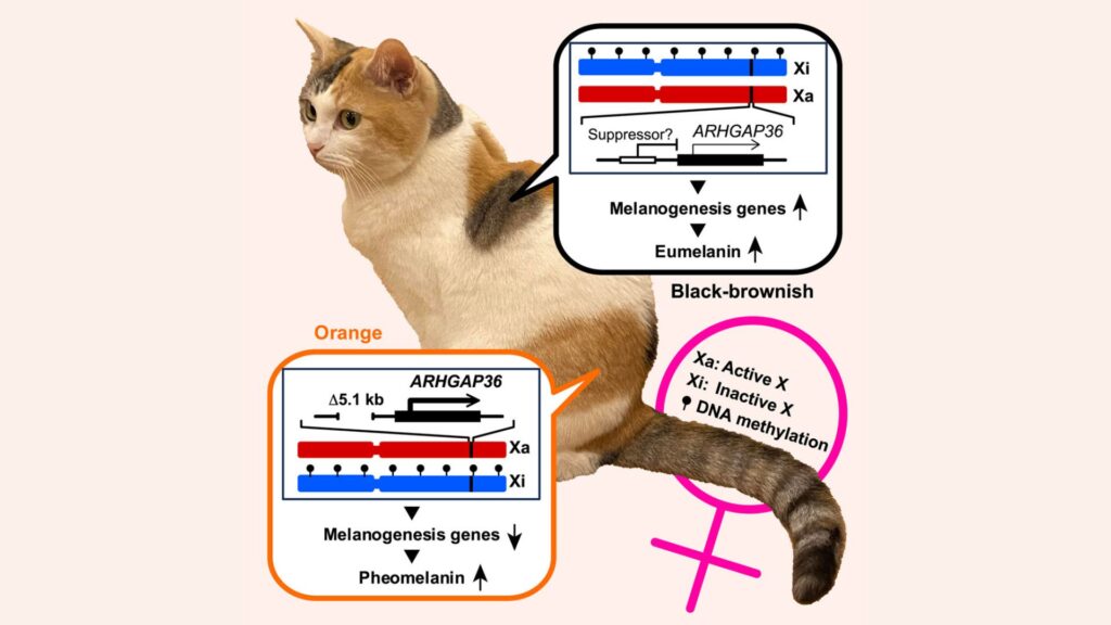 Résumé graphique de l'étude // Source : Journal Cell, A deletion at the X-linked ARHGAP36 gene locus is associated with the orange coloration of tortoiseshell and calico cats Résumé graphique de l'étude // Source : Journal Cell, A deletion at the X-linked ARHGAP36 gene locus is associated with the orange coloration of tortoiseshell and calico cats