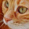 Chat roux  // Source : Pixabay- Alexas_fotos