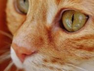 Chat roux  // Source : Pixabay- Alexas_fotos