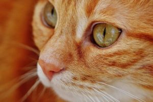 Chat roux  // Source : Pixabay- Alexas_fotos