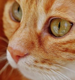 Chat roux  // Source : Pixabay- Alexas_fotos