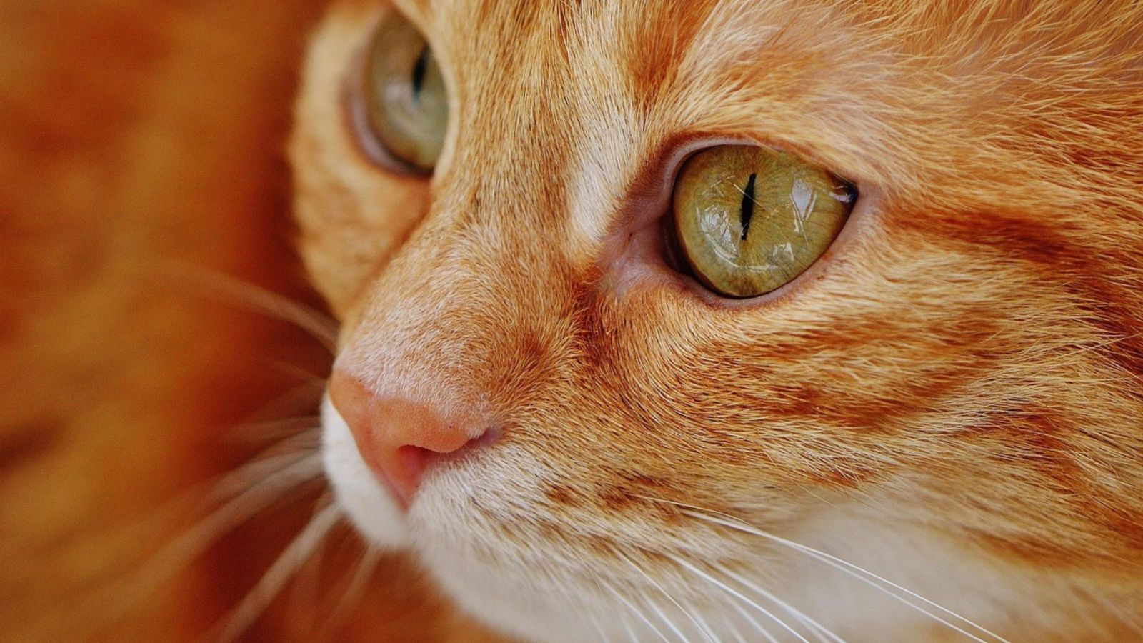 La science a enfin compris pourquoi les chats sont roux