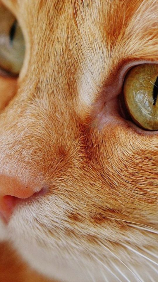 Chat roux  // Source : Pixabay- Alexas_fotos