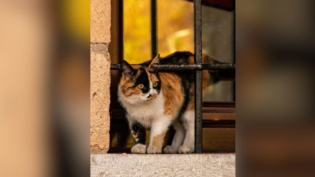 Charmant Chat Calico Sur Un Rebord De Fenêtre Rustique en Turquie // Source : Merve Akkus/ Pexel