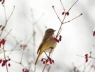 Un oiseau dans la neige. // Source : Canva