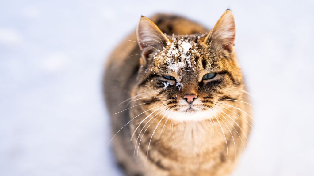 Un chat ravi qu'il neige. // Source : Canva