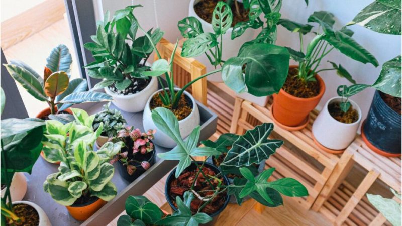 5 applications pour vous aider à prendre soin de vos plantes