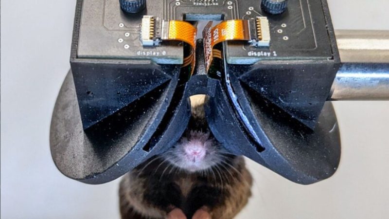 Un casque VR pour des souris : ça existe vraiment, et ce n’est pas inutile