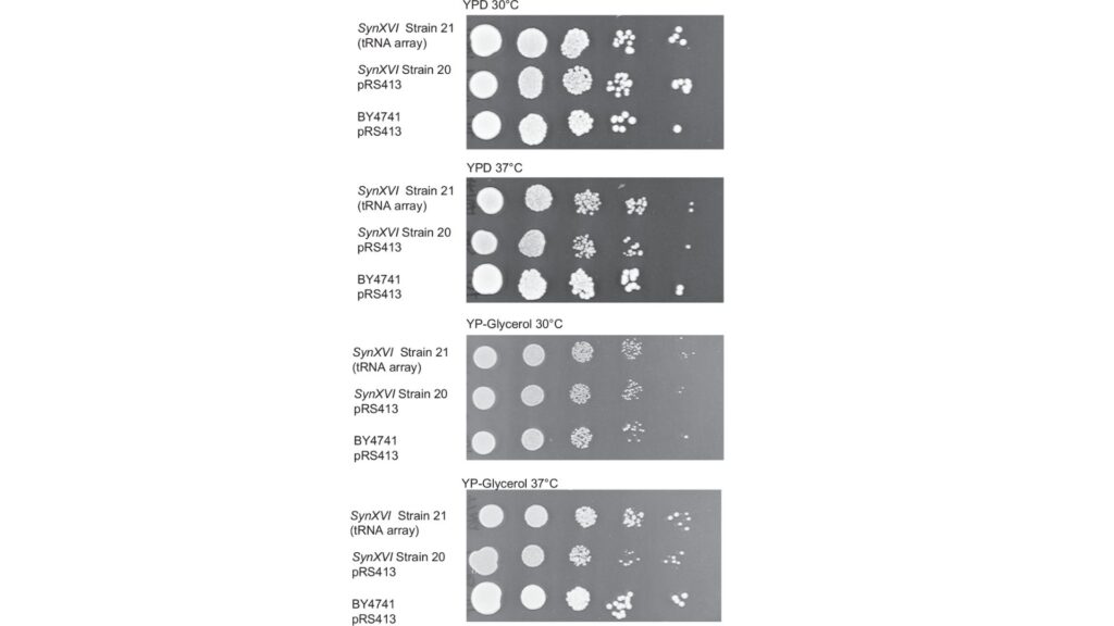 Effet du réseau pRS413-tRNA sur la croissance de synXVI. // Source : Construction et refonte itérative de synXVI un chromosome synthétique Saccharomyces cerevisiae de 903 kb; Nature Communication