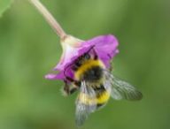 Une abeille // Source : Pexels