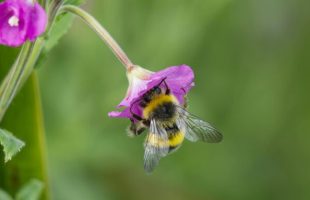 Une abeille // Source : Pexels