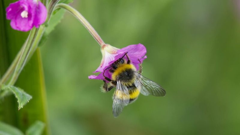 Des scientifiques ont mis des QR codes sur des abeilles