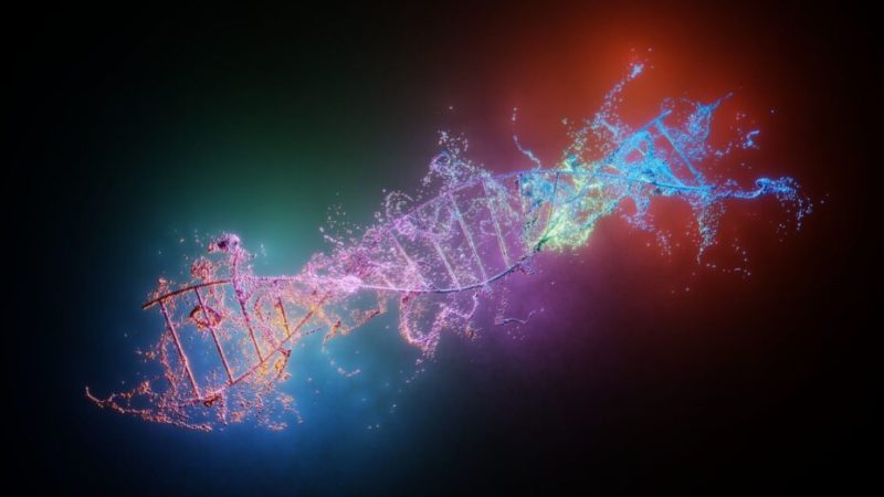 Des scientifiques ont posé la dernière pièce d’un « puzzle génétique »