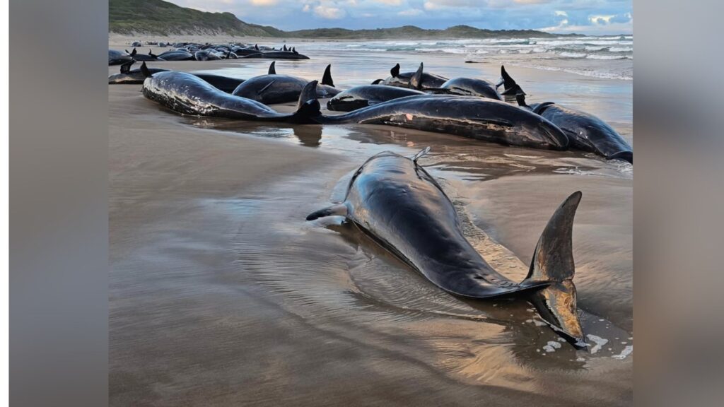 Dauphins échoués en Tasmanie // Source : Jocelyn Flint/ Mengha's back paddock