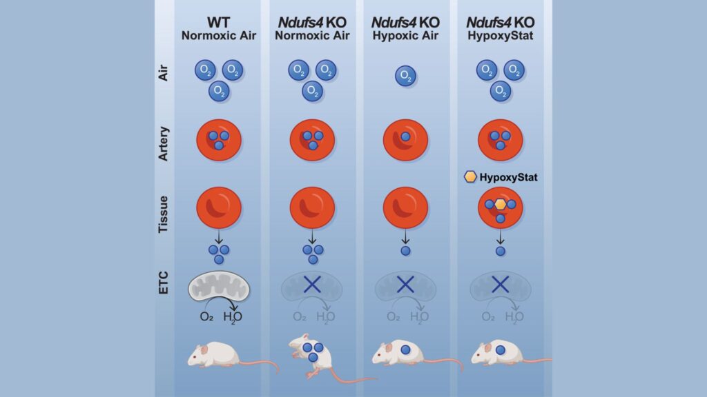 Résumé graphique de l'étude sur l'Hypoxystat. // Source : HypoxyStat, une forme de thérapie par hypoxie à petites molécules qui augmente l'affinité oxygène-hémoglobine, Cell Journal