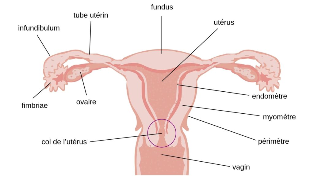 Système reproducteur féminin légendé // Source : Wikimédia