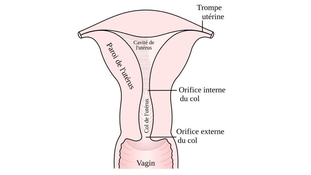 Schéma en coupe frontale de l'appareil reproducteur féminin // Source : Wikimédia