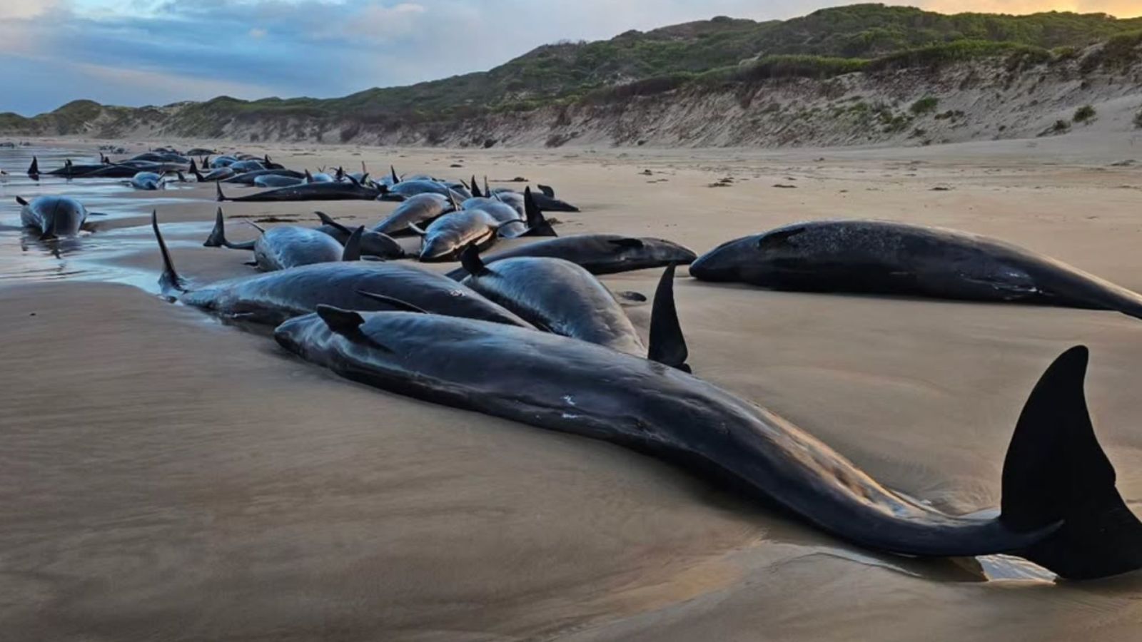 Pourquoi le sauvetage des dauphins échoués en Tasmanie a échoué