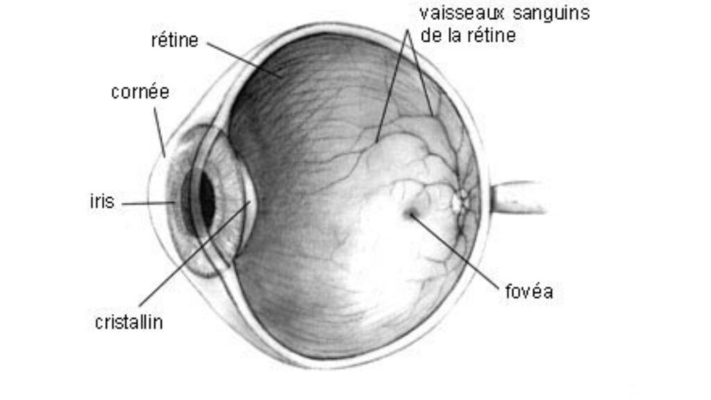 Coupe verticale de l'œil // Source : Wikipédia