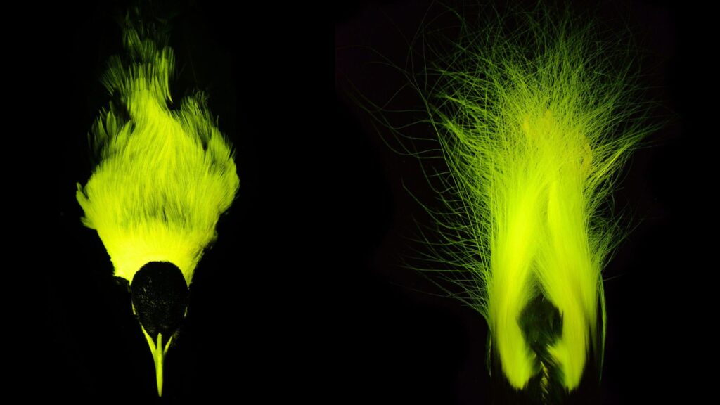 Biofluorescence vue sur un oiseau de paradis empereur (Paradisaea guilielmi) dans la collection du musée montrant le sommet de l'oiseau (à gauche) et son plumage (à droite) // Source : Rene Martin 