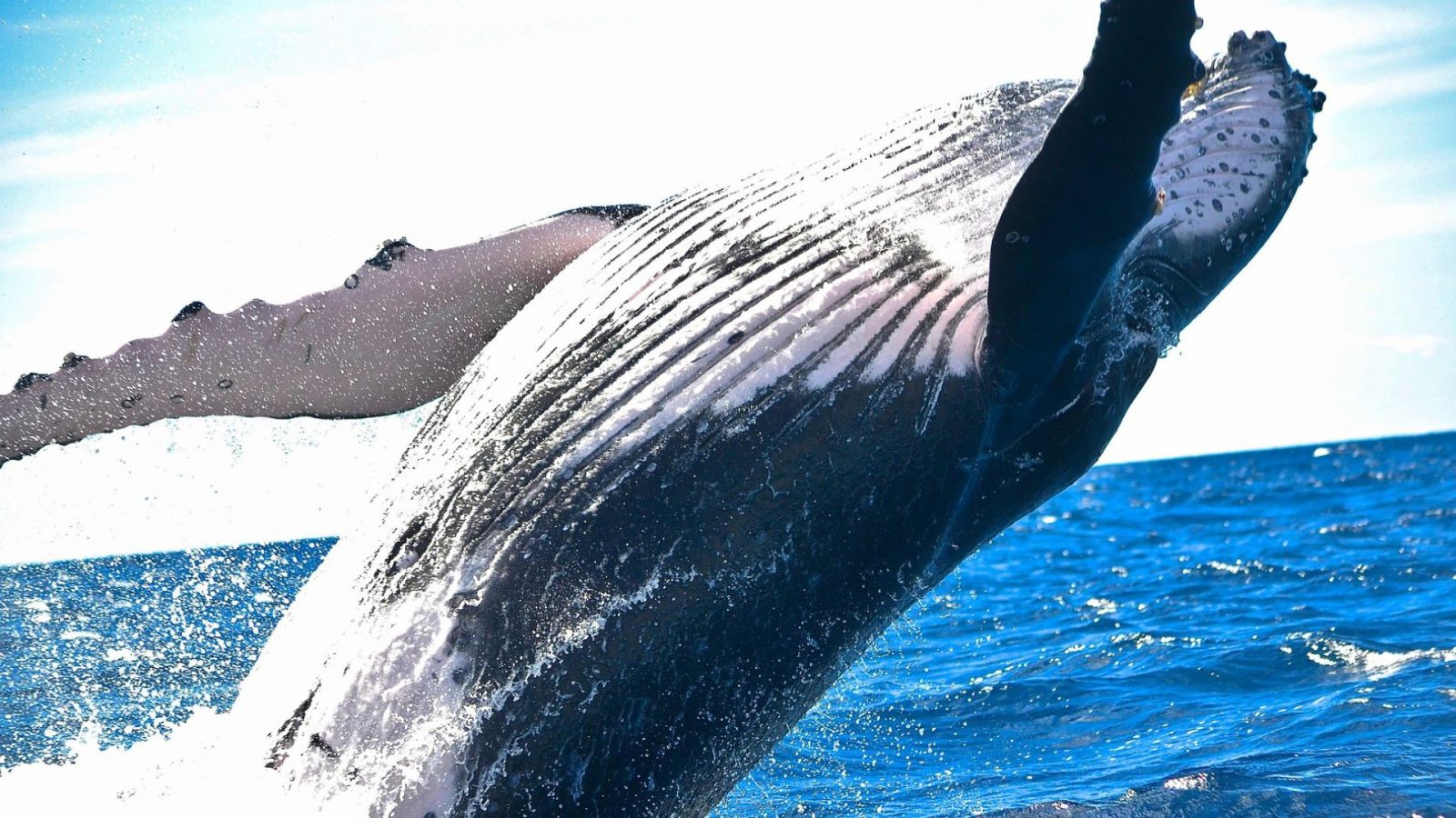 Les excréments de baleines sont un engrais insoupçonné