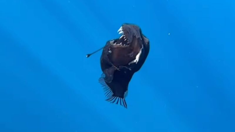 4 faits improbables sur le diable noir des abysses, filmé plus haut que jamais