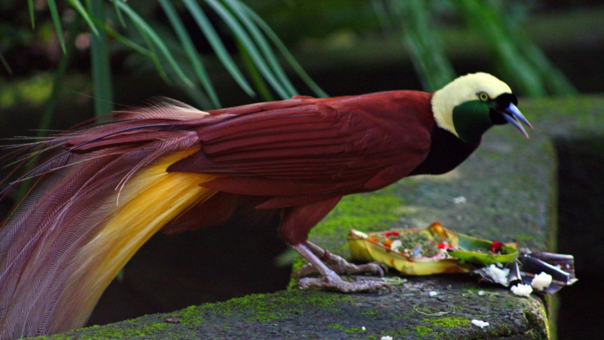 Paradisaea apoda -Bali Bird Park // Source : Andrea Lawardi -Wikimédia